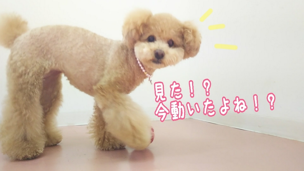 ♥️🐩プードルズ🐩♥️_f0357682_15015572.jpg