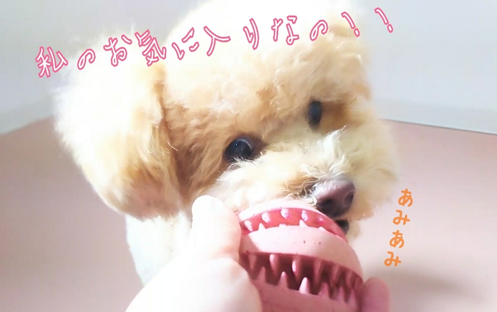 ♥️🐩プードルズ🐩♥️_f0357682_15020046.jpg