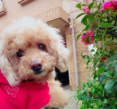 ♥️🐩プードルズ🐩♥️_f0357682_15212291.jpg