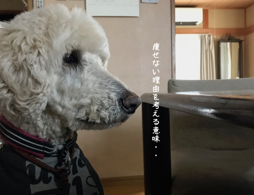 a0216583_10495654.png