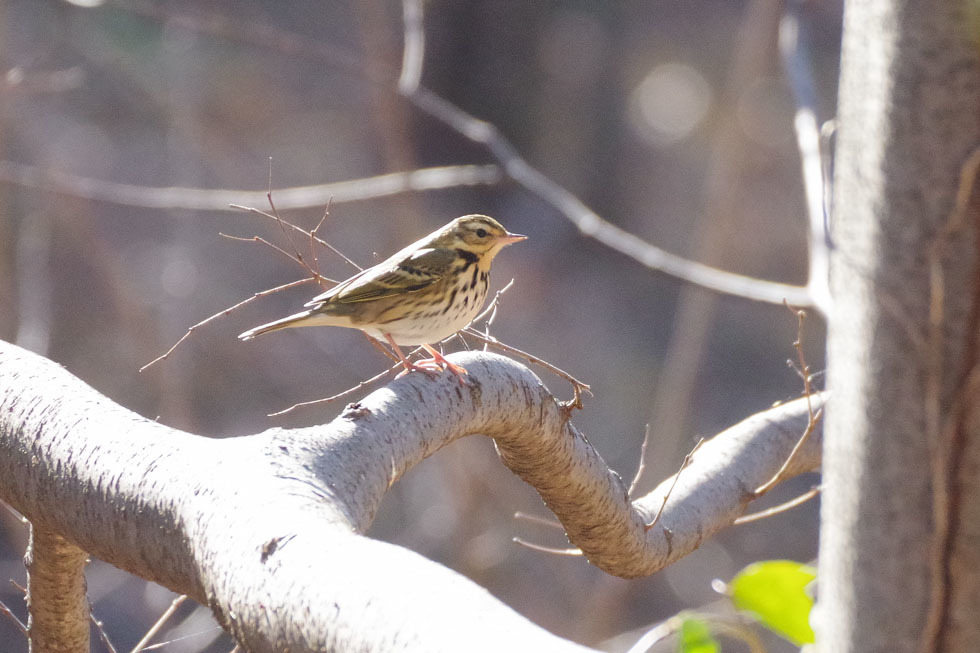 一月の鳥さん達_a0338085_20484348.jpg