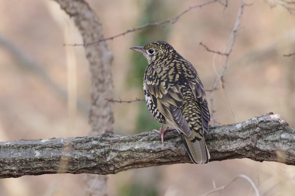 一月の鳥さん達_a0338085_21072751.jpg