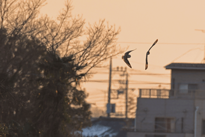 夕陽の決闘　＜小耳木莬＞_e0248688_17153658.gif