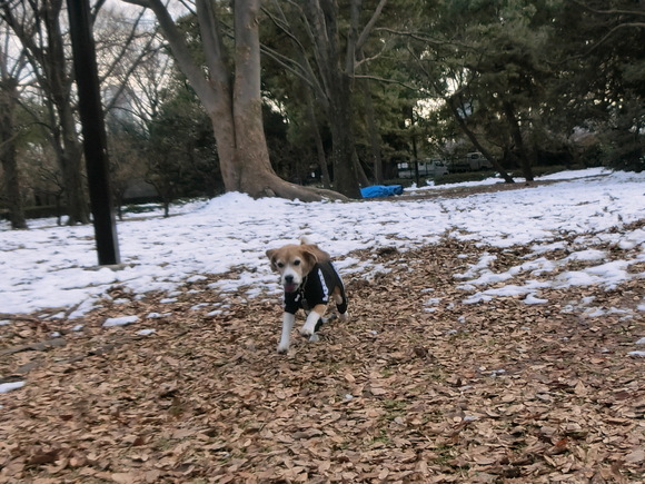 a0319693_7494989.jpg