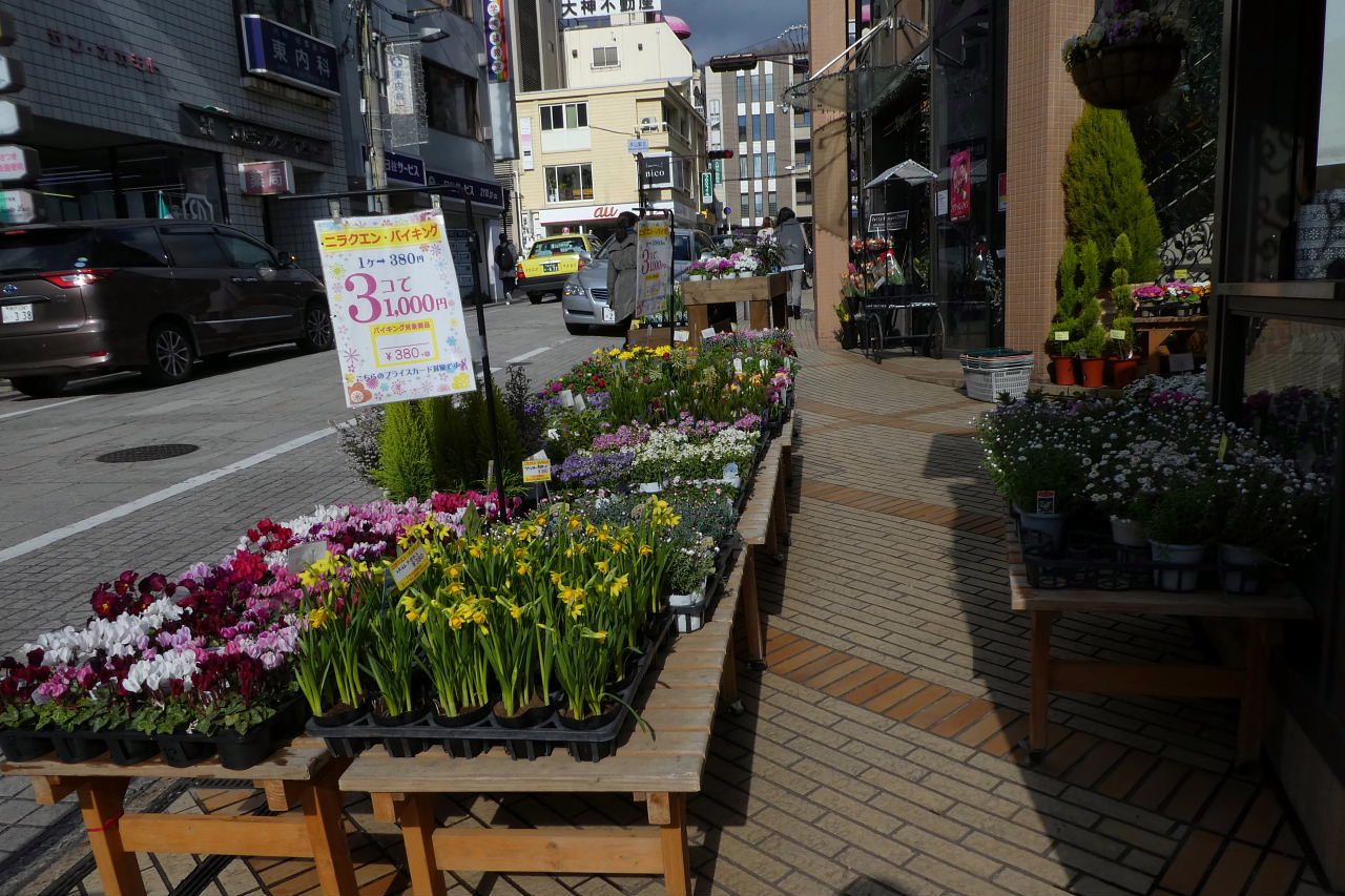 道凍った・住吉から摂津本山－岡本の花たち_d0261298_7411573.jpg