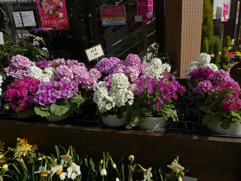 道凍った・住吉から摂津本山－岡本の花たち_d0261298_7463416.jpg