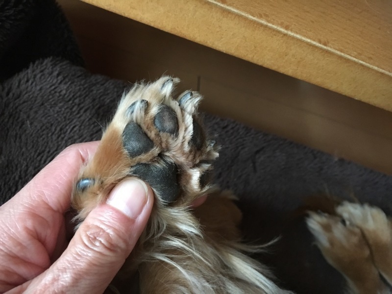 犬の足裏の毛のカット わたし日記 犬の足裏の毛のカット わたし日記