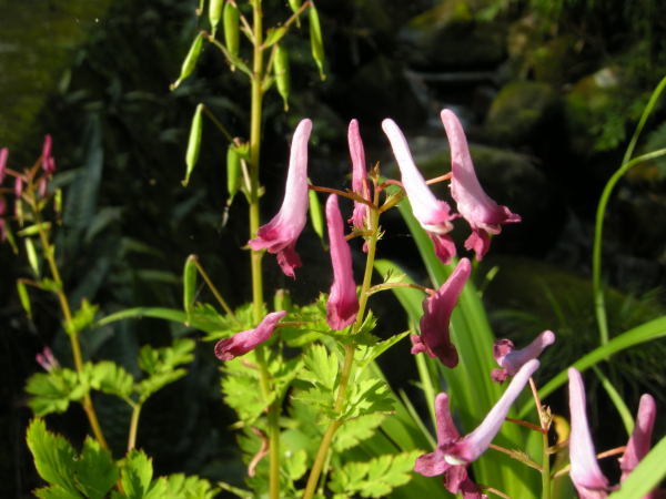 f0196109_09554737.jpg