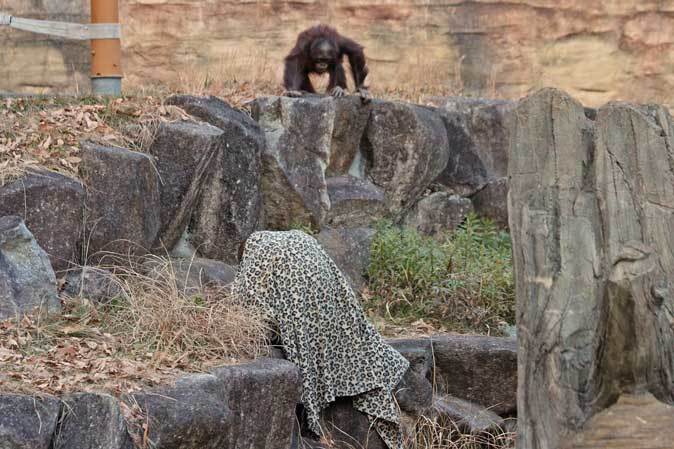 お正月の多摩動物公園：企画展タヌキ～あなたはだあれ？_b0355317_21573224.jpg