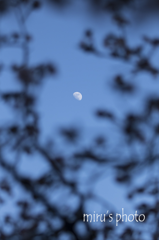 c0037519_12163766.jpg