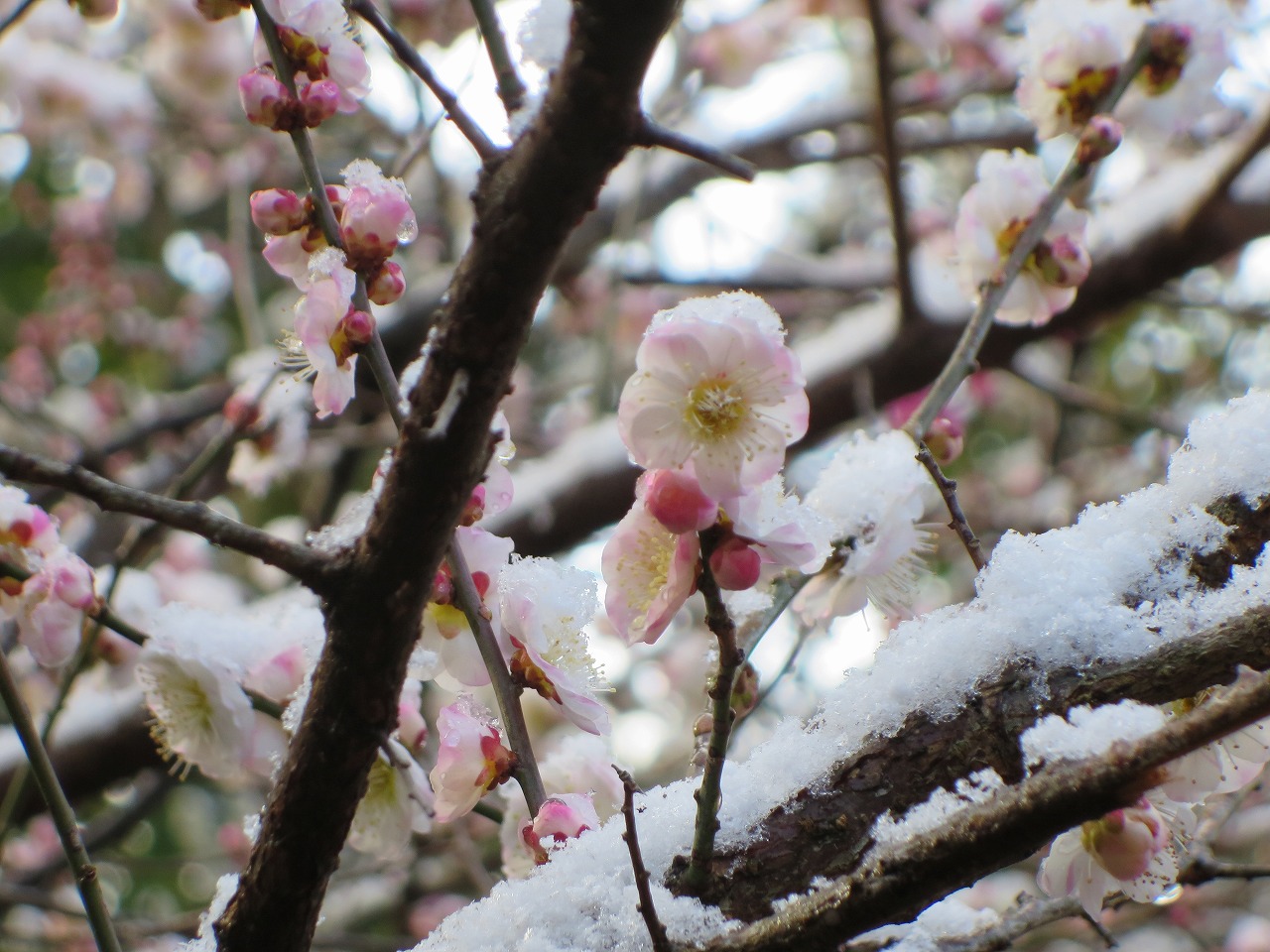 万葉集その六百七十　(雪の歌)_b0162728_14285760.jpg