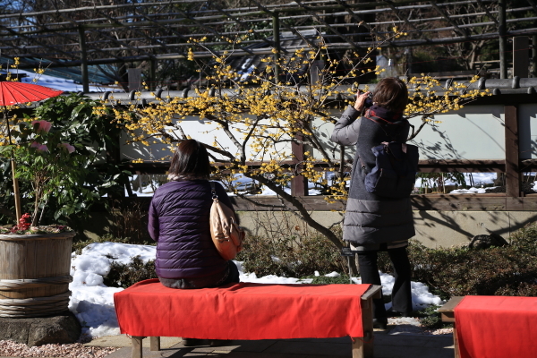 上野東照宮・冬ぼたん　その１_f0229832_09055349.jpg