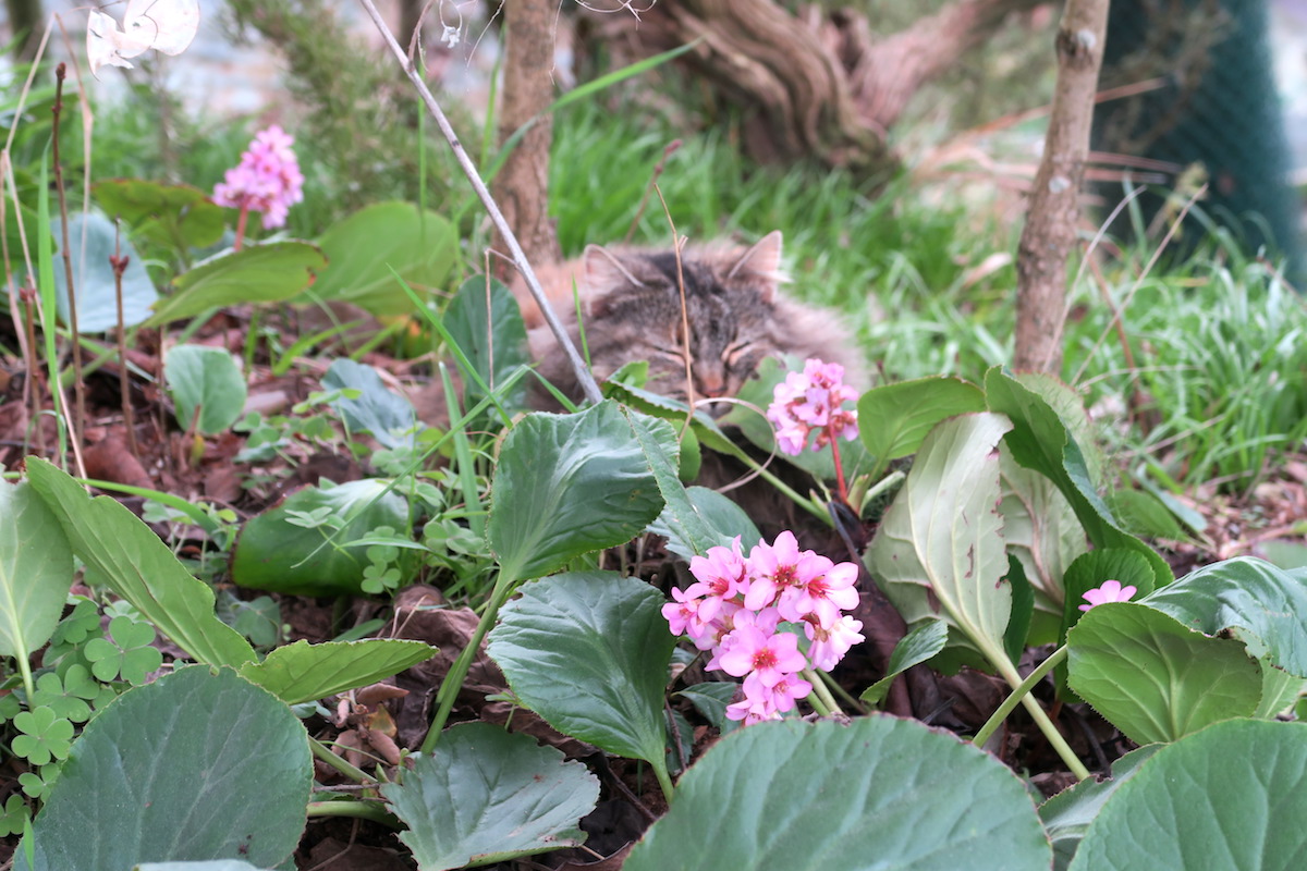 猫ちゃんうとうと花の中_f0234936_6181560.jpg