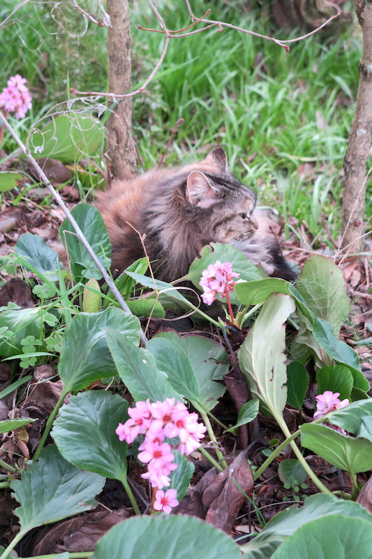 猫ちゃんうとうと花の中_f0234936_6201967.jpg