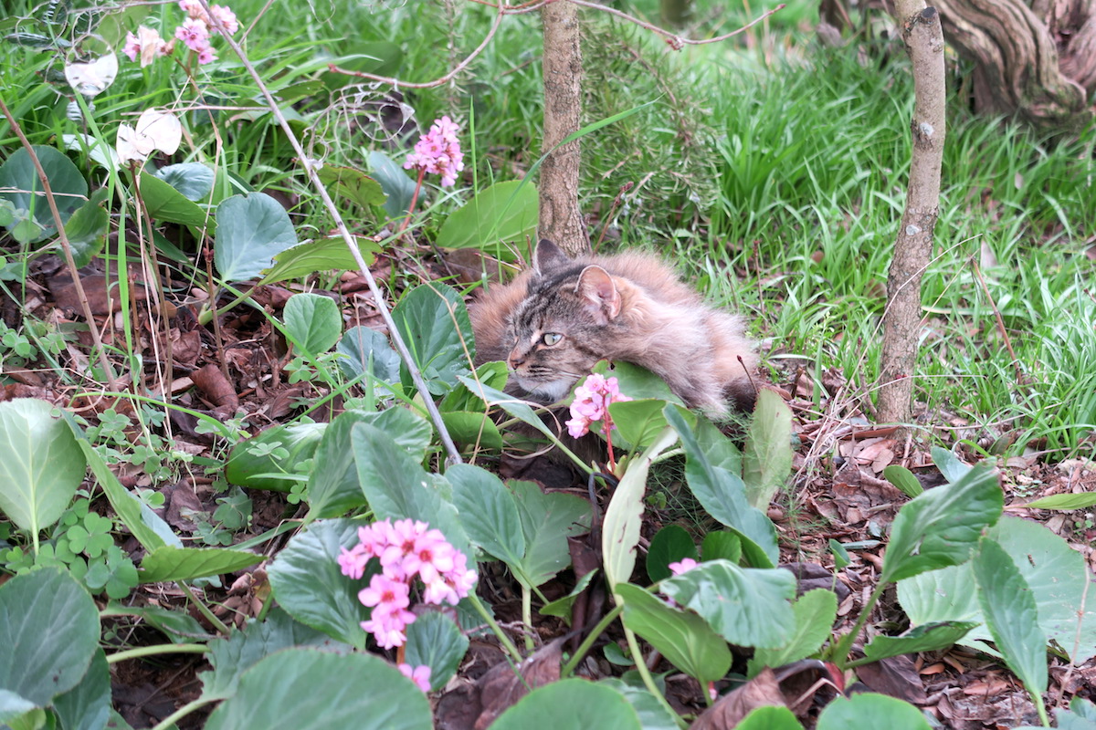 猫ちゃんうとうと花の中_f0234936_6214639.jpg