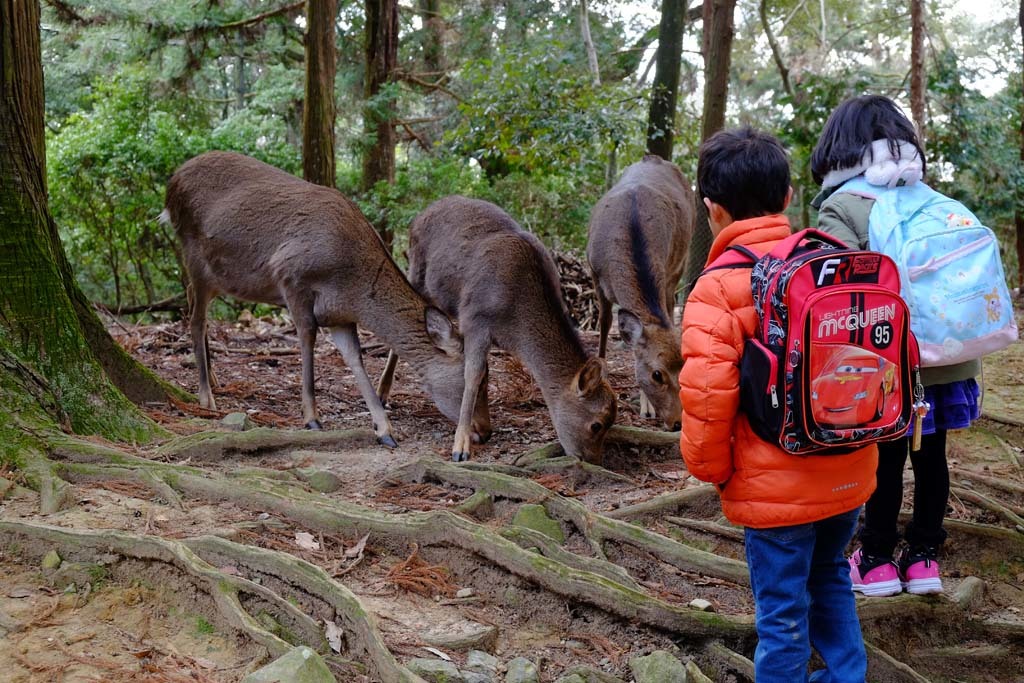 奈良公園の鹿@2018-01-27_d0250840_17113789.jpg