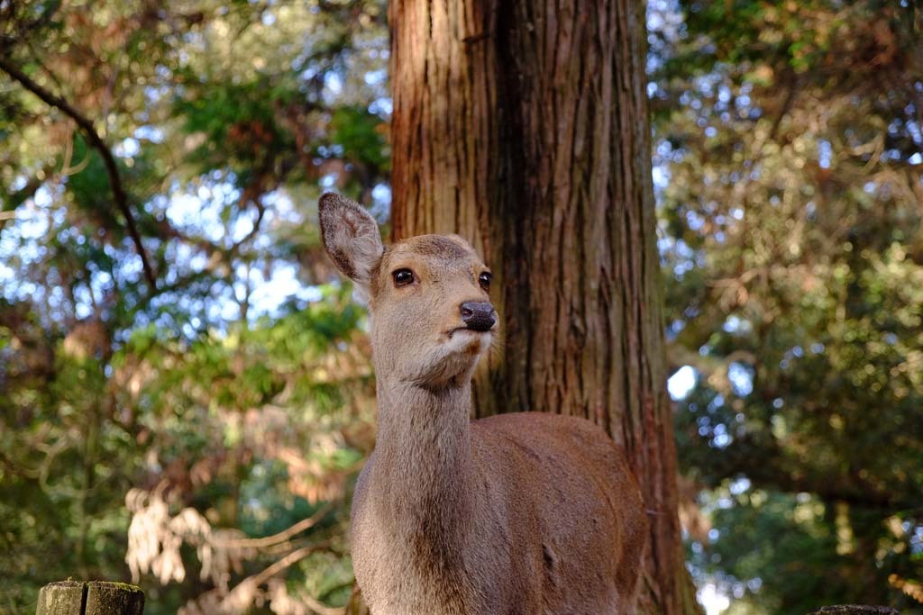 奈良公園の鹿@2018-01-27_d0250840_17125344.jpg
