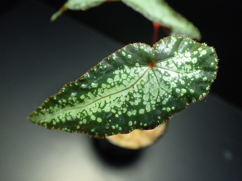 Begonia Variabilis ベゴの葉っぱ Begonia Variabilis ベゴの葉っぱ