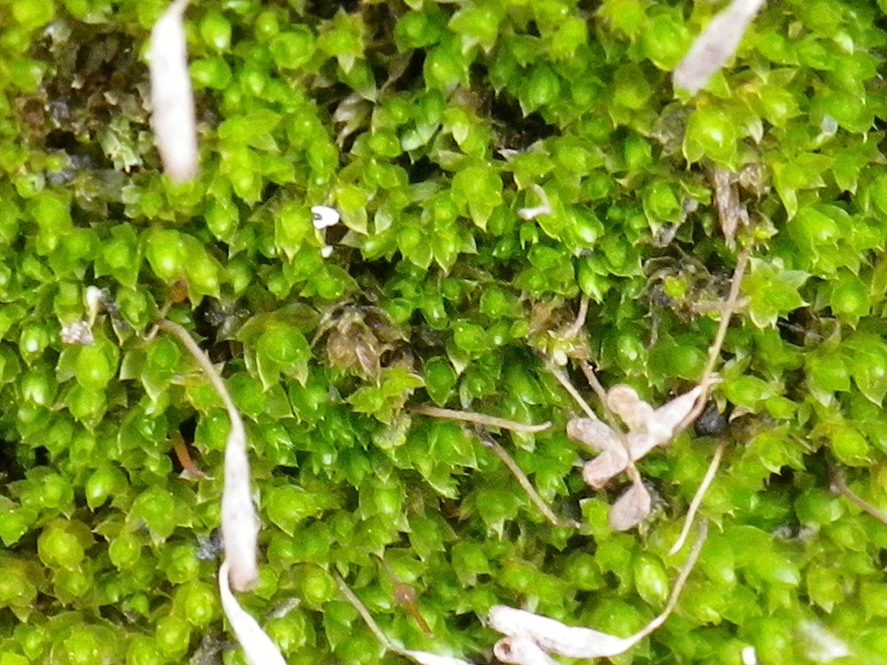 d0054276_20202020.jpg