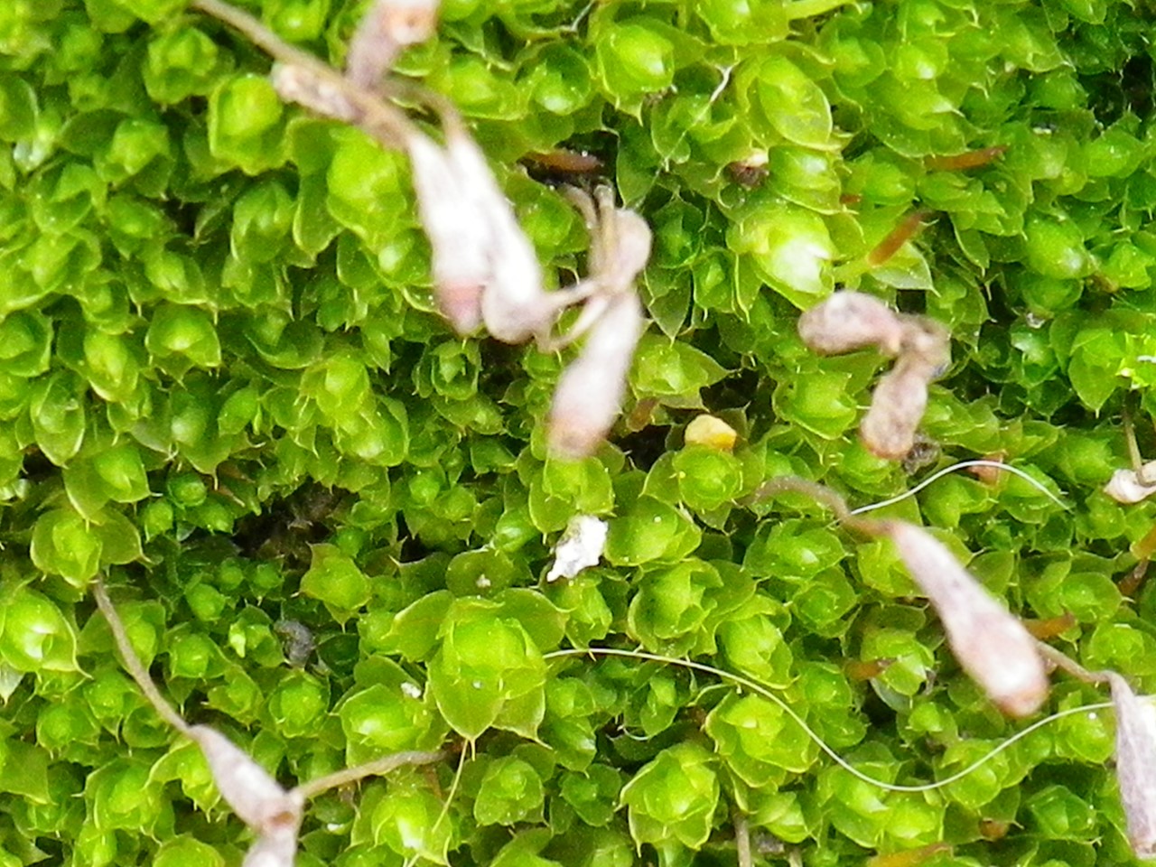 d0054276_20203131.jpg