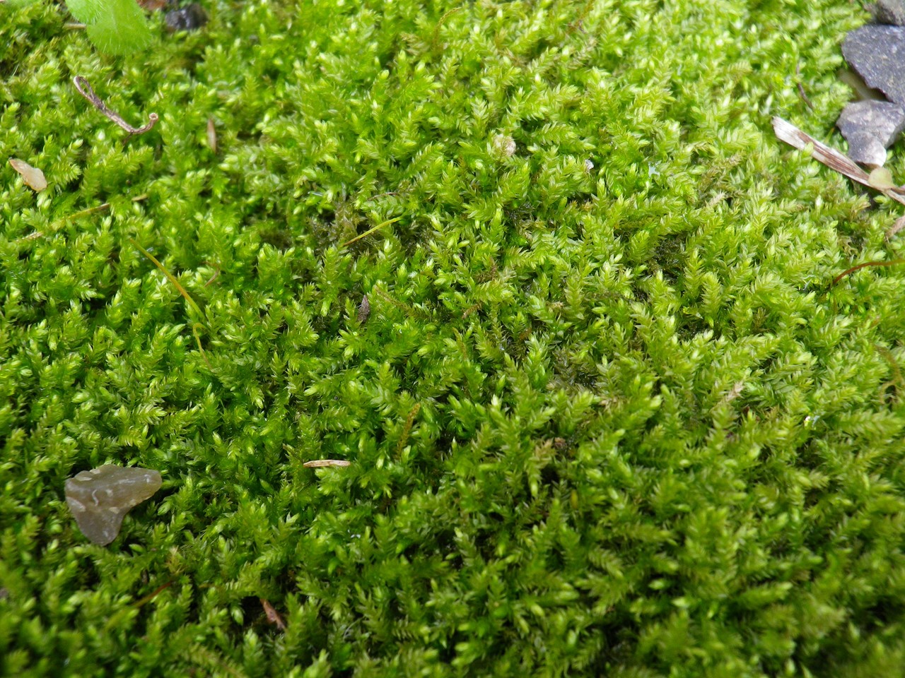 d0054276_20204382.jpg