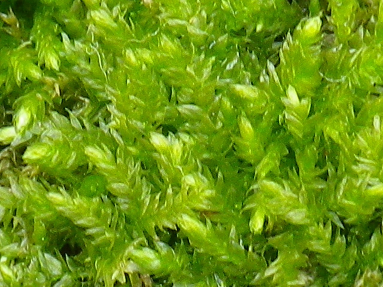 d0054276_20205372.jpg
