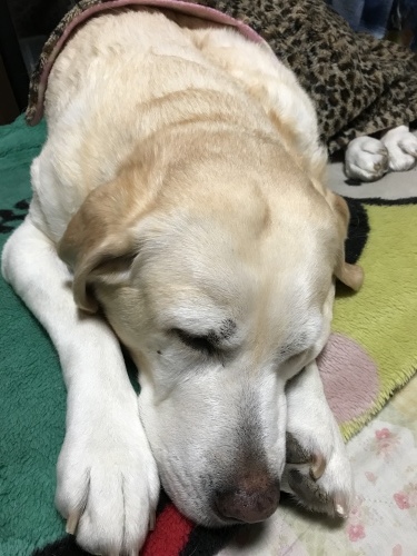 f0315081_20551624.jpeg