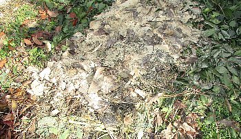f0003283_07141453.jpg