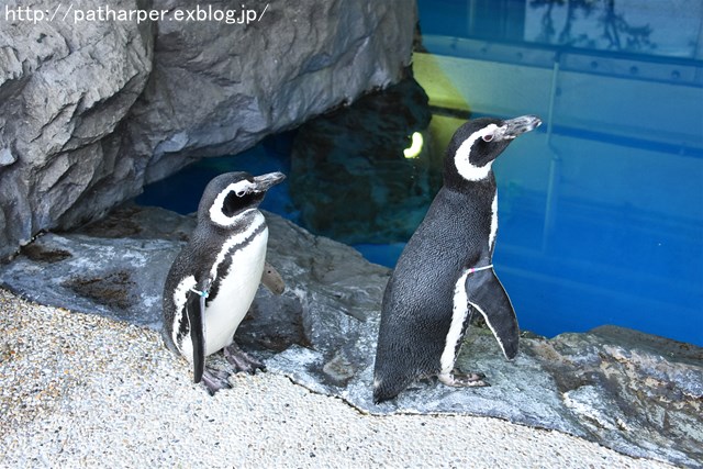 ２０１８年１月　須磨海浜水族館_a0052986_7213935.jpg