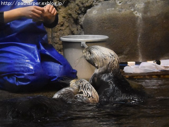 ２０１８年１月　須磨海浜水族館_a0052986_7483353.jpg