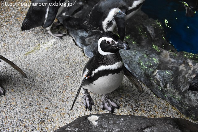 ２０１８年１月　須磨海浜水族館_a0052986_7532076.jpg