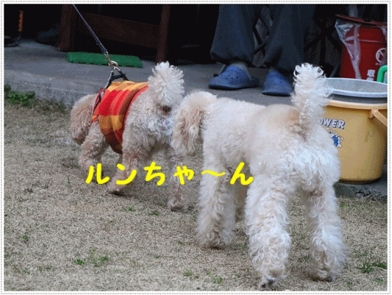 b0175688_23475529.gif