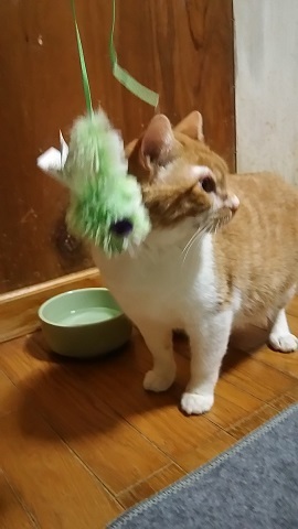 【移動先募集】ジャックとスパロウ_f0242002_00112598.jpg