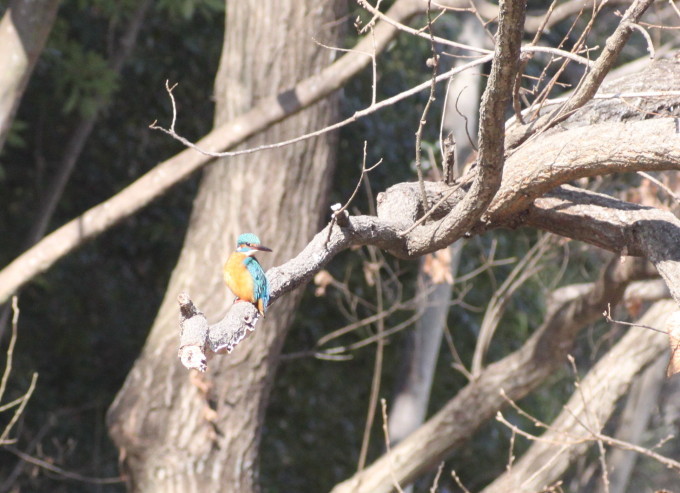 埼玉中部　                                   カワセミ2018/01/29②_d0251807_07352851.jpg