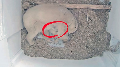 ベルリン動物公園で死亡した赤ちゃんの正式な検死報告が発表 死因は肺炎 Lungenentzundung Polarbearology Conjectaneum