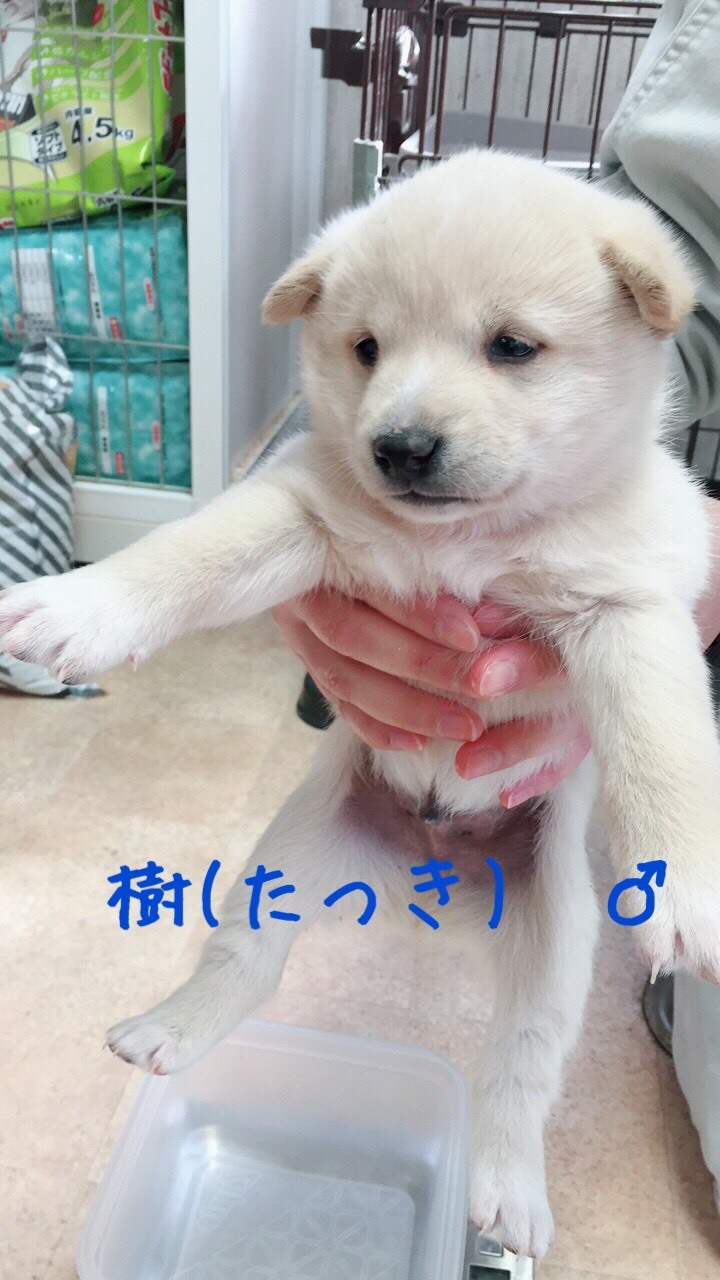 4頭の仔犬飼い主さん募集　2018年2月2日_d0226013_17382219.jpg