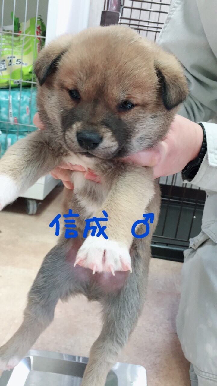 4頭の仔犬飼い主さん募集　2018年2月2日_d0226013_17382626.jpg