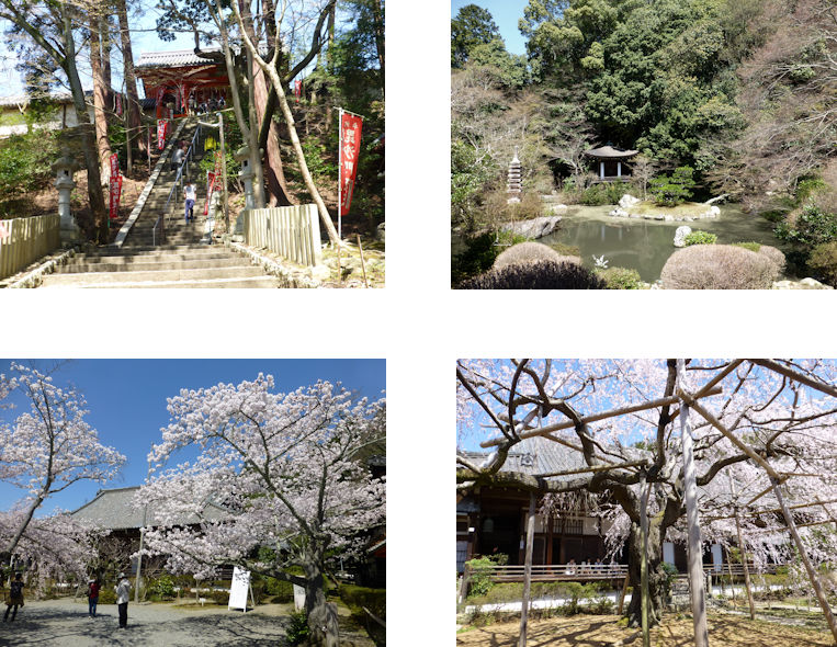京都観桜編(29):毘沙門堂(15.3)_c0051620_2155396.jpg