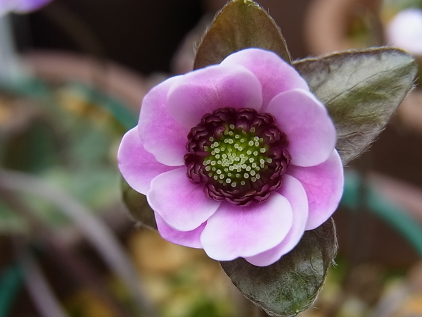 お久しゅうございます Harappaの庭別館 ゆきわり草便り 時々バラ