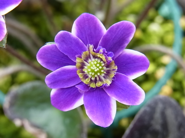 お久しゅうございます Harappaの庭別館 ゆきわり草便り 時々バラ