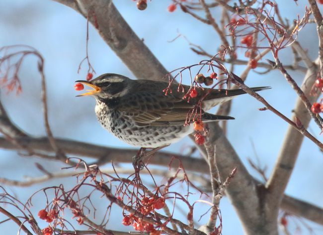 2 2 真駒内公園と野幌森林公園の鳥たち 札幌発野鳥観察