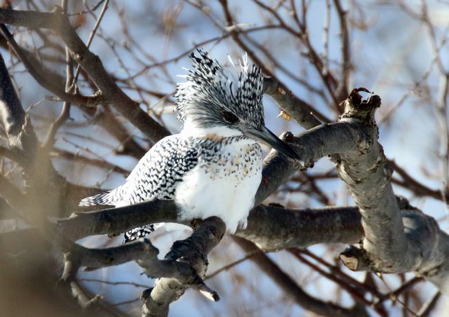 2 2 真駒内公園と野幌森林公園の鳥たち 札幌発野鳥観察