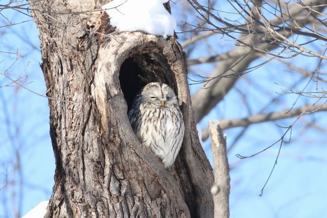 2 2 真駒内公園と野幌森林公園の鳥たち 札幌発野鳥観察