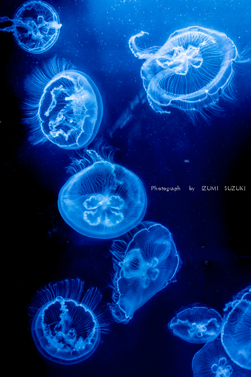 jellyfish　＊　美ら海水族館_b0267227_21410859.jpg