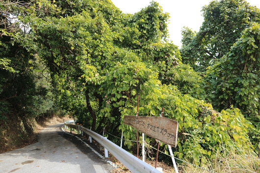 潮騒を聞きながらカマエカズラの群生地を歩く＆遠見山！_e0272335_19405253.jpg