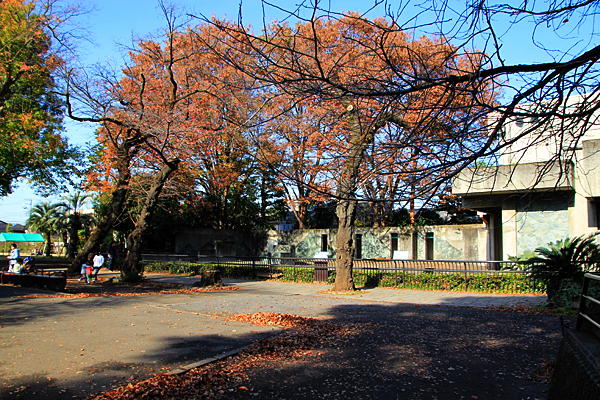 26 November 2016 井の頭　本園 　はな子さん_a0369439_23222305.jpg