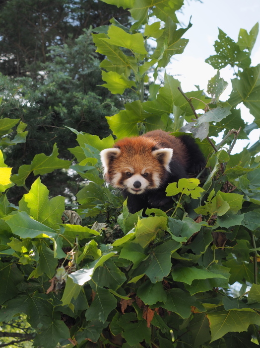 2017年9月、かわいいが溢れる大森山 2_a0149740_20034245.jpg