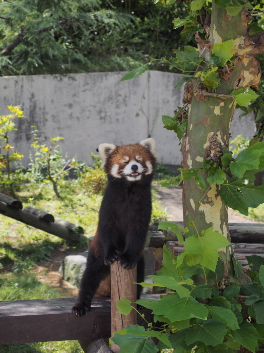 2017年9月、かわいいが溢れる大森山 2_a0149740_20035331.jpg