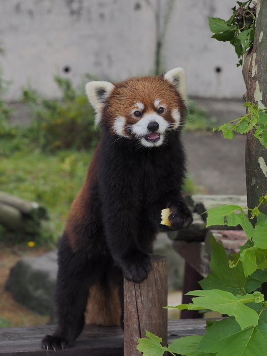 2017年9月、かわいいが溢れる大森山 2_a0149740_20051357.jpg