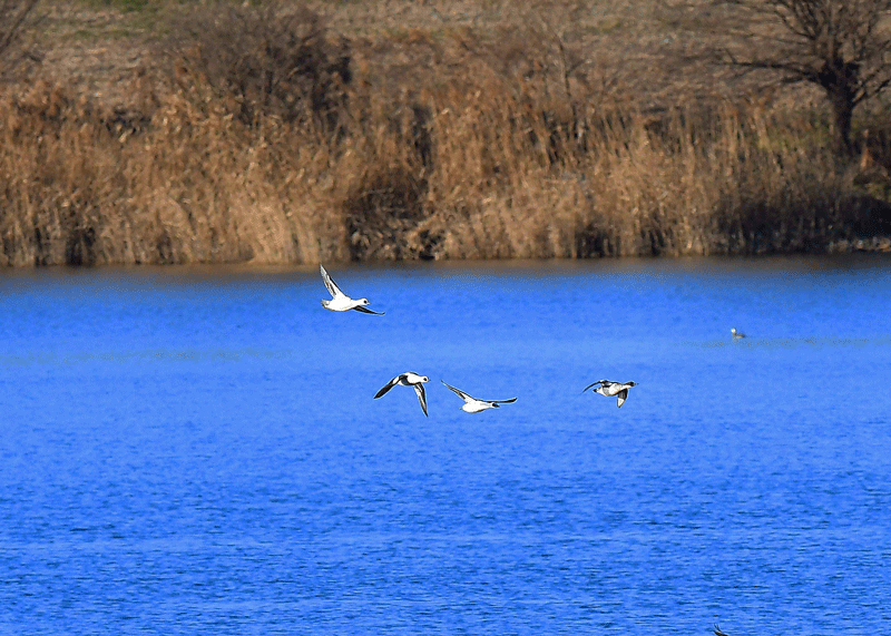 d0290240_19282448.gif